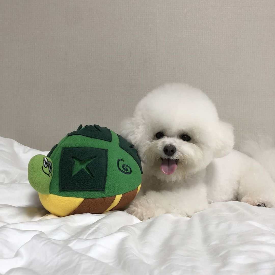 Pet Turtle Hidden Food ToyBreathable Material: The dog backpack is made of high-quality breathable double-layer mesh fabric, which is soft and comfortable, and doesn't feel stuffy when going Pet Turtle Hidden Food ToypetjoyzpetjoyzPet Turtle Hidden Food Toy